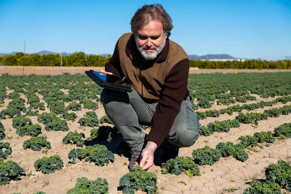 A farmer with a tablet supervises his crops crouching