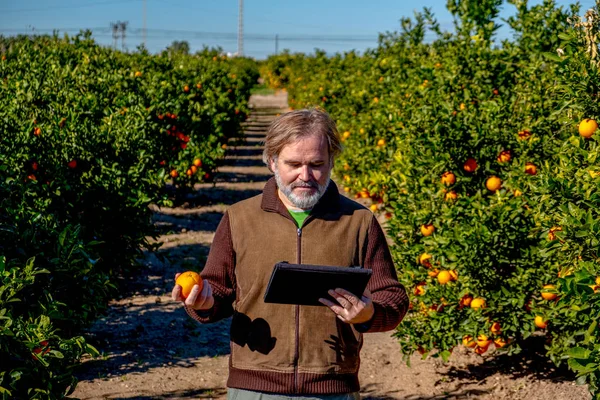 Farmer with a tablet observes an orange between trees in his field of cultivation at daylight in Spain