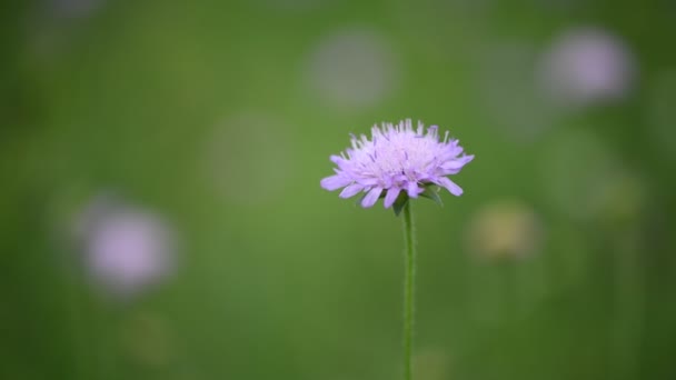 Фиолетовый Цветок Ветру Зеленом Фоне Травы — стоковое видео