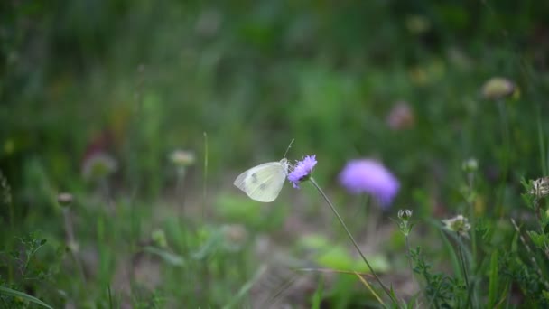Красивая Белая Бабочка Ест Фиолетовый Цветок Экологии Летом — стоковое видео