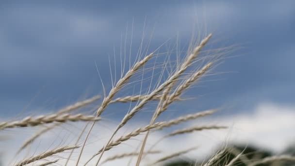 Weizenspitze Vor Dem Hintergrund Eines Stürmischen Himmels Landwirtschaftliche Landwirtschaft — Stockvideo