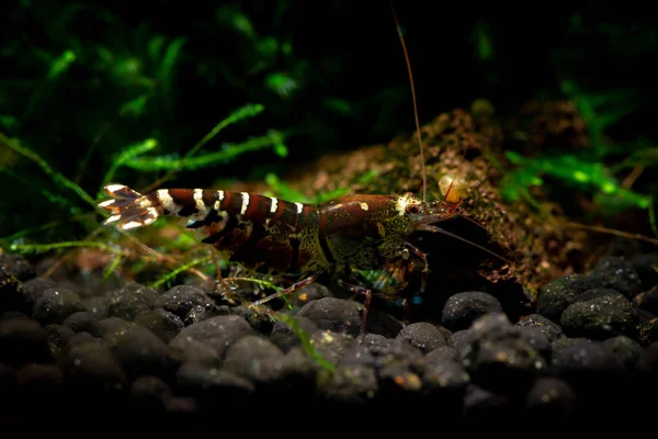 Tibee shrimp aquarium hobby pets freshwater nature — Stock Photo, Image