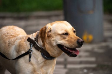Güzel kırmızı köpek portre yaz ısı susuzluk 