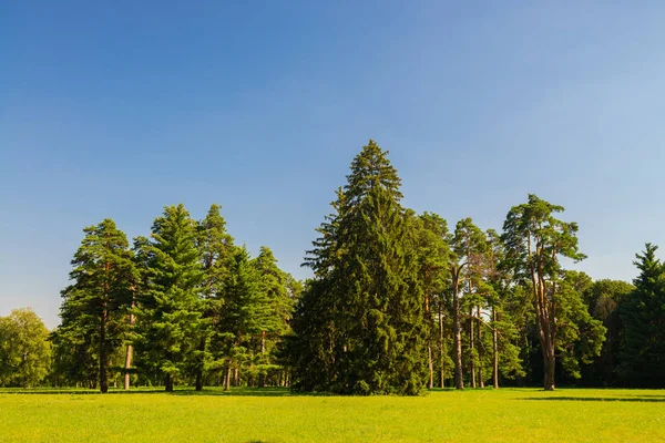 Glade iğne yapraklı orman doğa ekoloji Turizm