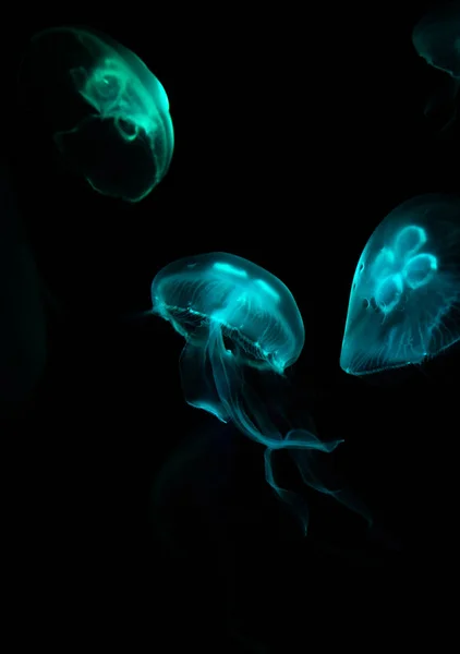Acquario di vasche di acqua salata marina a basso contenuto di meduse — Foto Stock