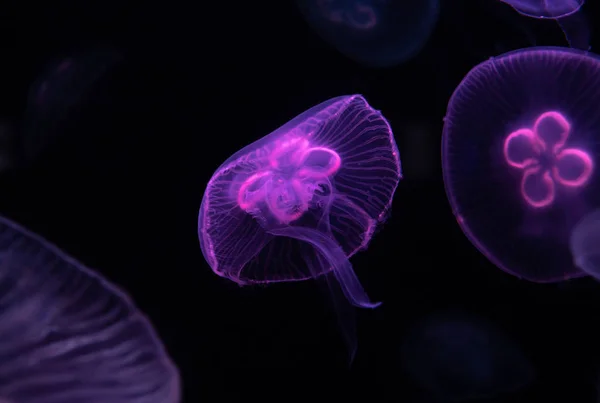 Niski Klucz Meduza Morze Słoną Wodą Zbiornik Akwarium Ocean Życia — Zdjęcie stockowe