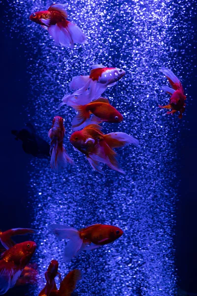 Fin Röd Guld Fisk Swarm Luft Bubblor Blå Bakgrund Natur — Stockfoto