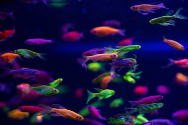 Danio glow fish color nature relax pets home  clipart