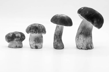 Beyaz arka plan Gıda Sağlık güzel porcinini 