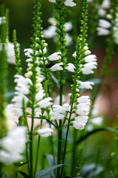 Flores largas blancas flora naturaleza jardín ecología — Foto de Stock