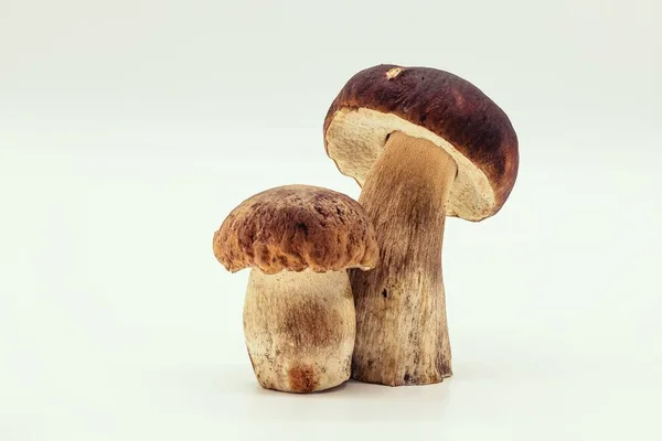 Beyaz arka plan Gıda Sağlık güzel porcinini 