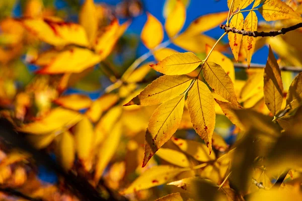Nice amarelo laranja vermelho folhas no céu azul natureza — Fotografia de Stock