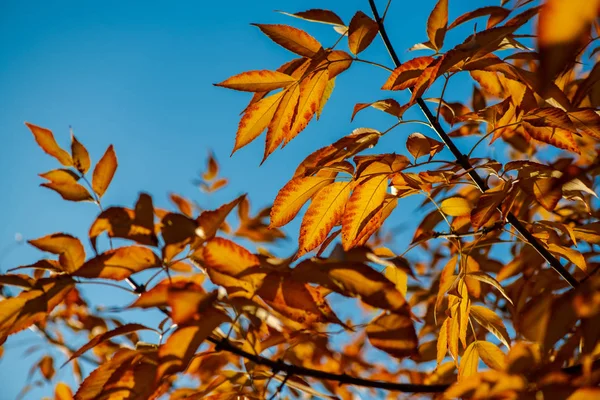 Nice amarelo laranja vermelho folhas no céu azul natureza — Fotografia de Stock