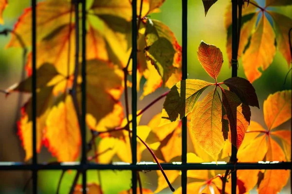 Nice color grape leaves autumn colors bright — Stock Photo, Image