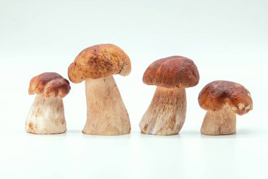 Beyaz arka plan Gıda Sağlık güzel porcinini 