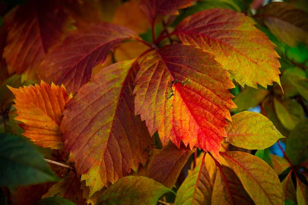 Nice color grape leaves autumn colors bright — Stock Photo, Image