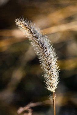Sabah makro çiğ su yakın çim kadar düşer