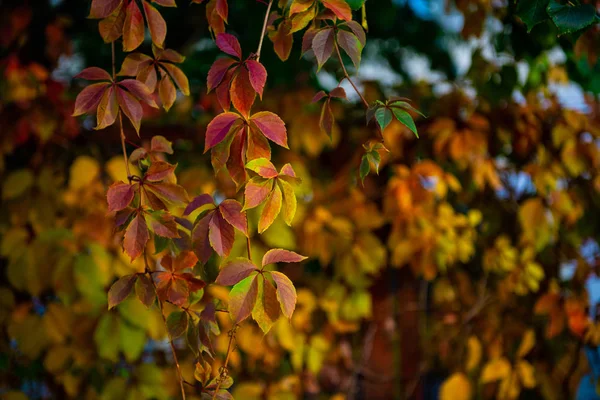 Nice color grape leaves autumn colors bright — Stock Photo, Image