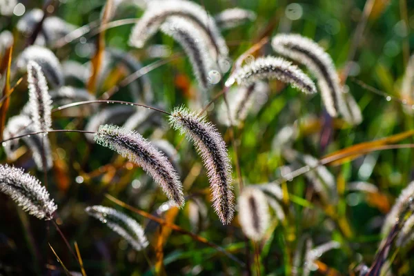 Matin macro rosée gouttes d'eau gros plan herbe — Photo