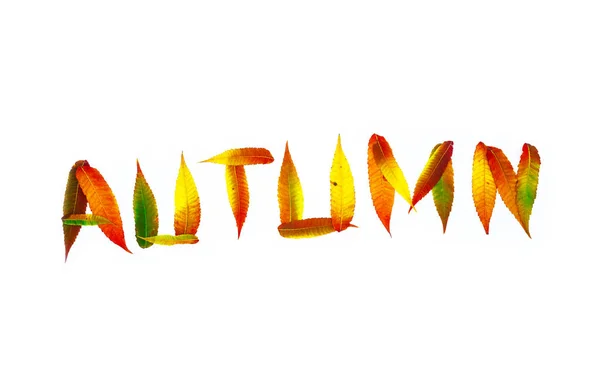 yaprakları sonbahar renk soyut tam yazıt