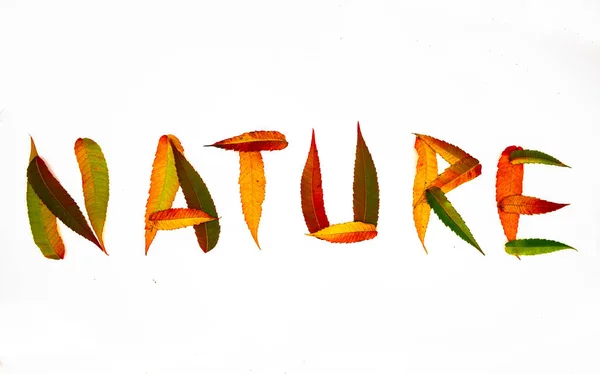 Beschriftung Natur Blätter Herbst Farbe Wort voll — Stockfoto