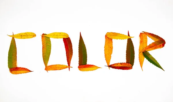 碑文が秋の色彩語を完全な白の葉します。 — ストック写真