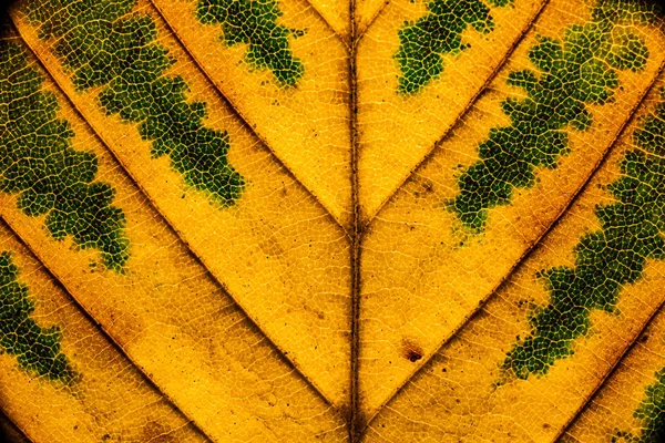 Макро крупним планом листя осіннього кольору текстури мистецтва — стокове фото