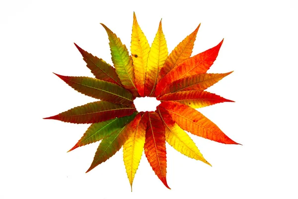 Star leaves autumn color abstract full isolated — Stock Photo, Image
