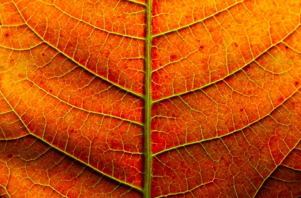 Макро закрывает лист осенний цвет текстуры искусства — стоковое фото