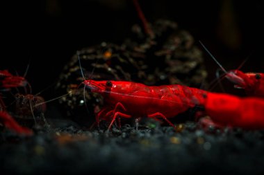 Kırmızı neocaridina karides evde beslenen hayvan akvaryum su ateş