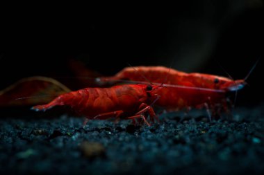 Kırmızı neocaridina karides evde beslenen hayvan akvaryum su ateş