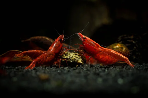 Červená neocaridina krevety oheň pet akvarijní vody — Stock fotografie