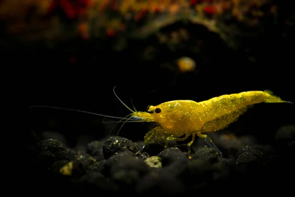 Yellow neocaridina shrimp water pet aquarium home — Stock Photo, Image