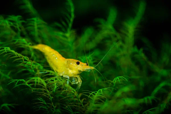 Sarı neocaridina karides su evde beslenen hayvan akvaryum ev