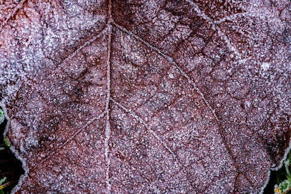 Mattina di gelo su foglie di autunno rosse arrugginite — Foto Stock