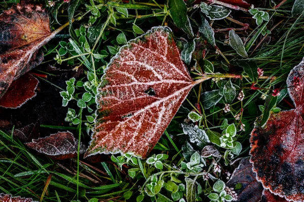 Frostmorgen auf rostrot roten Herbstblättern — Stockfoto