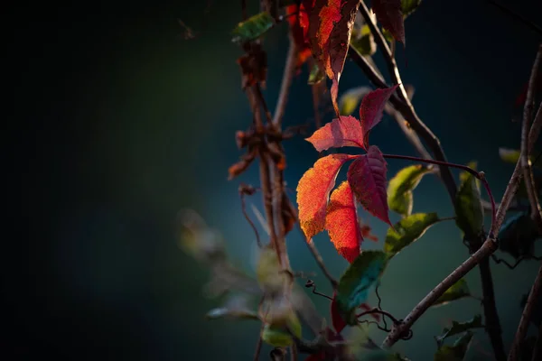 Otoño rojo hoja de vino naturaleza luz oscura —  Fotos de Stock