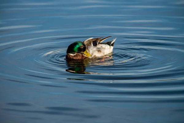 Male duck clean on lake water reflection nature  wild autumn