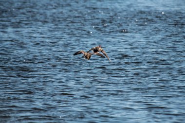 Su Gölü doğa hava altında ördek uçar 