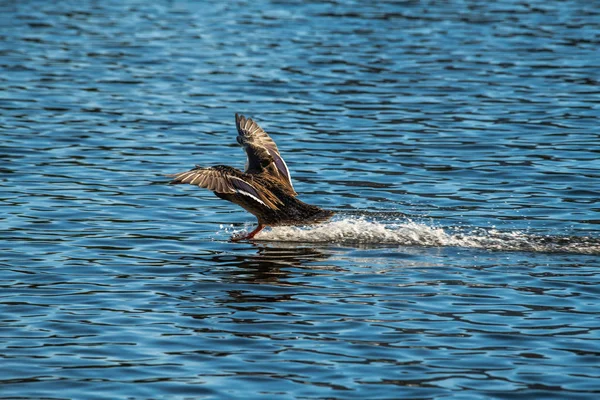 Pato volar bajo el agua lago naturaleza aire — Foto de Stock