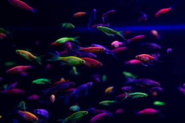 Neon glow balık renk tatlı su akvaryumu Evcil hayvan 