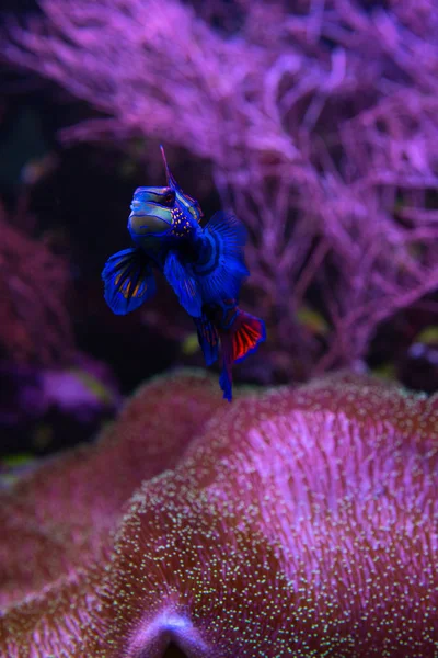 Mandarin fish sea life pets nature aquarium — Stock Photo, Image