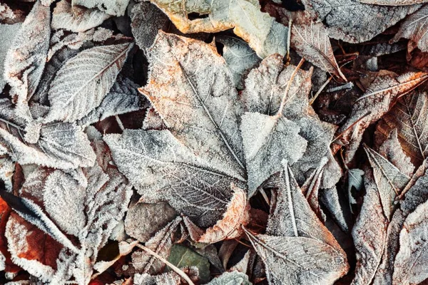 紅葉の朝霜マクロ自然冷 — ストック写真