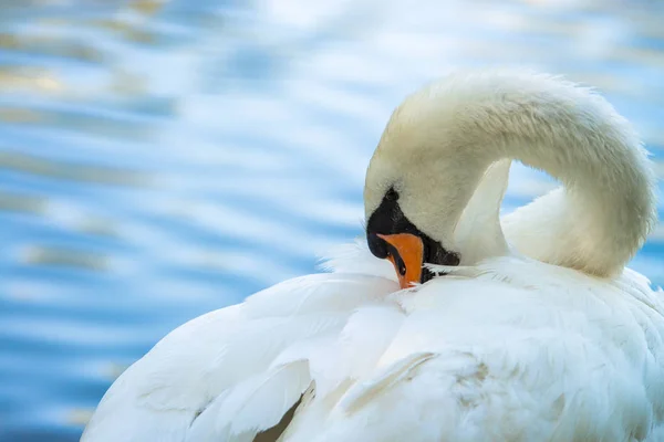 Swan Natuur Vogel Zomer Kleur Meerwater Live Schoon — Stockfoto