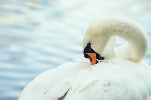 Swan natuur vogel zomer kleur meerwater live — Stockfoto