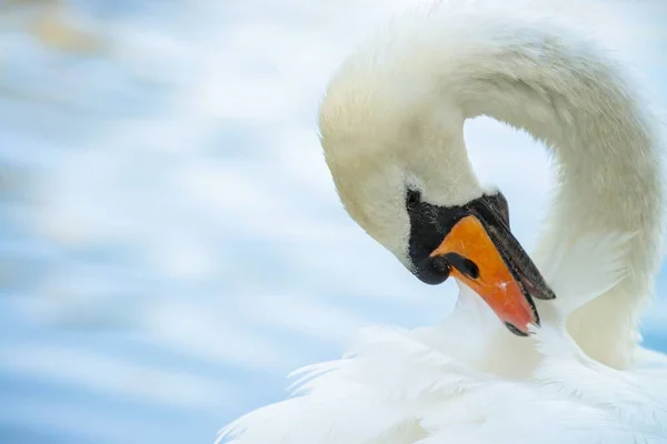 Лебединая природа птица озеро летний цвет воды жить — стоковое фото