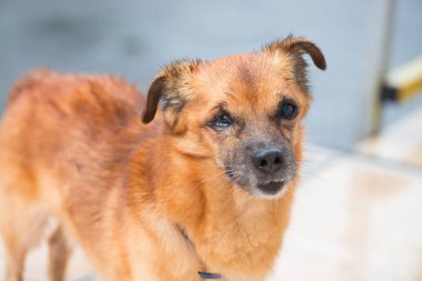 Yaz yağmur hayvan altında paslı kırmızı köpek