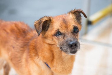 Yaz yağmur hayvan altında paslı kırmızı köpek