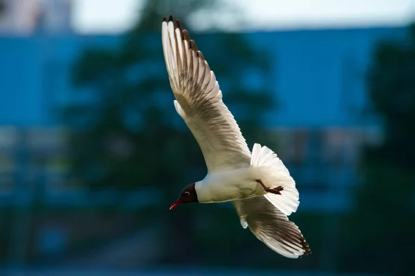 飞行海鸥城市概念空气蓝色自然鸟 — 图库照片
