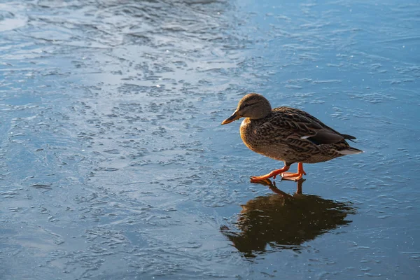 Pato hembra en delgada naturaleza de hielo azul día soleado —  Fotos de Stock
